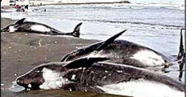 Marine noise has been known to disorientate whales in the past