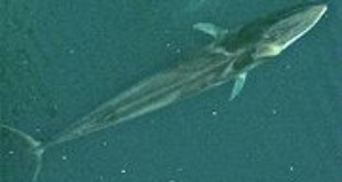 Fin Whale (Wikipedia)