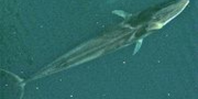 Fin Whale (Wikipedia)