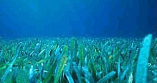 A seagrass bed in waters off the coast of Florida (wikipedia)
