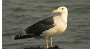 Great Black-backed Gull from Wikipedia