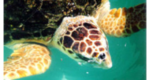 Loggerhead Sea Turtle from Wikipedia