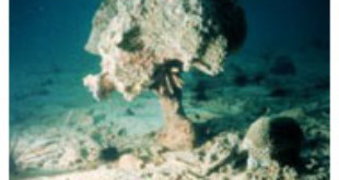 Coral reef bioerosion