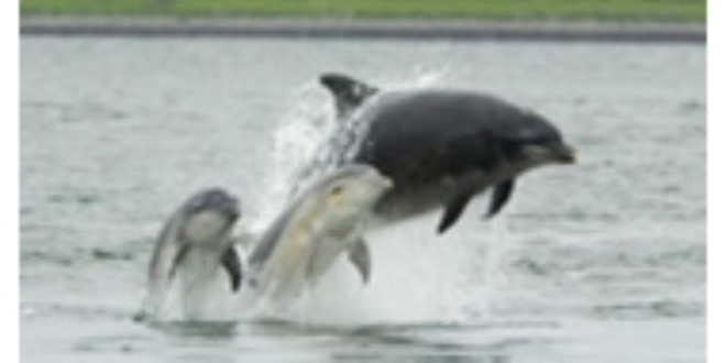 From Wikipedia- Bottlenose Dolphin