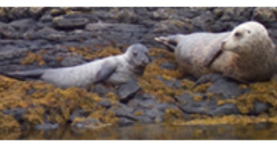 Grey seal and pup from Wikipedia