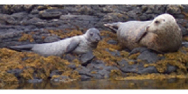 Grey seal and pup from Wikipedia