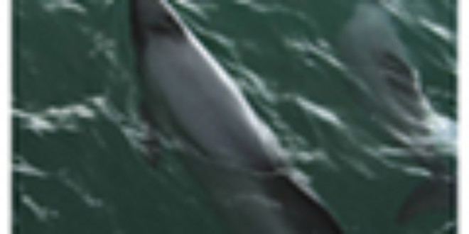 Hector Dolphin From Wikipedia