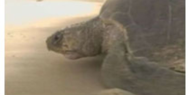 Mexico Turtle