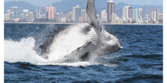 Picture: Seapix Photos/Gold Coast Whale Watching Association