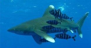 Oceanic whitetip shark with a small school of pilot fish (Wikipedia)
