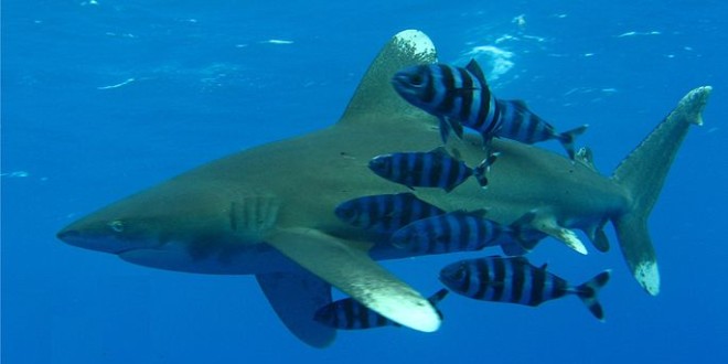 Oceanic whitetip shark with a small school of pilot fish (Wikipedia)