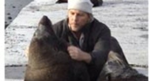Francois Hugo checks seals for injuries From seashepherd.org