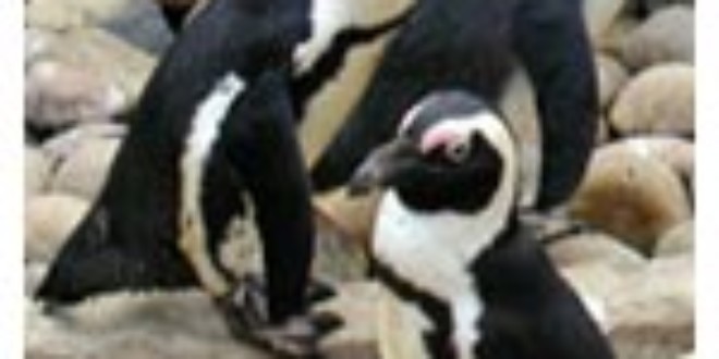 African Penguins From Wikipedia