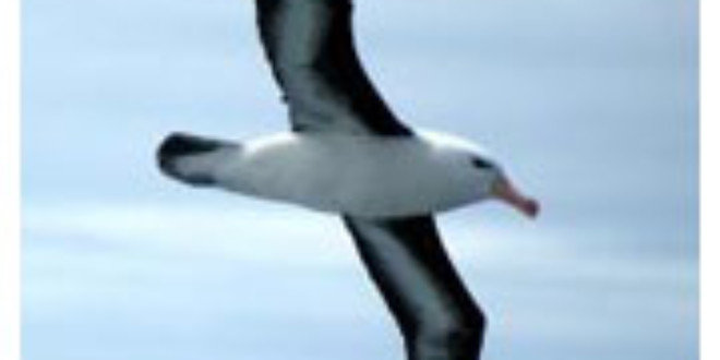Albatross from sabcnews.com