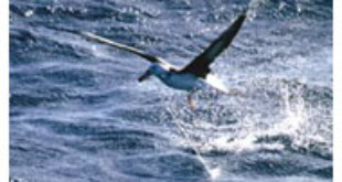 Black-browed Albatross hooked (Wikipedia)