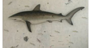 Art for Sharks from westender.com.au