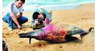 Photo: K.R. Deepak -Dead bottlenose dolphin washed From hindu.com