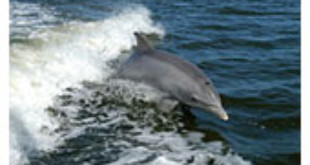Bottlenose dolphin -Wikipedia