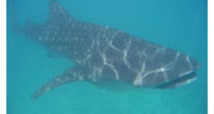 Bull Shark from Wikipedia