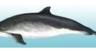 Harbour Porpoise From louthleader.co.uk