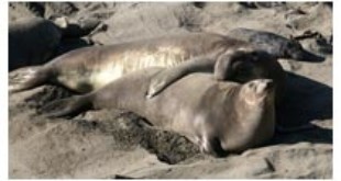 Elephant Seal From Wikipedia