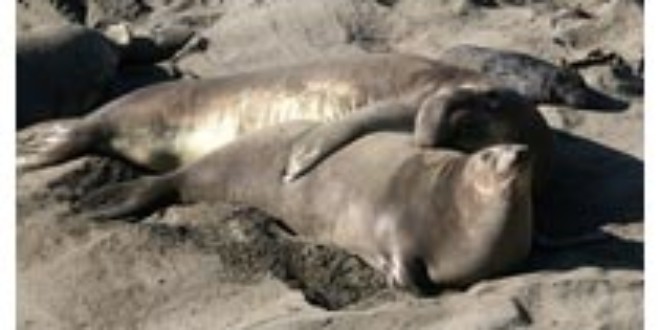 Elephant Seal From Wikipedia