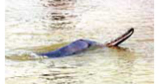 A Gangetic dolphin. Picture by Eastern Projections