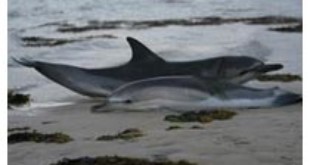 Dolphin and Calf from wildlifeextra.com