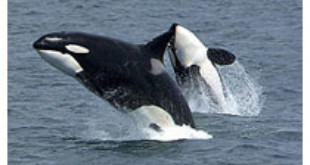Killer whales jumping