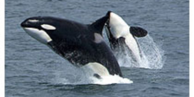 Killer whales jumping