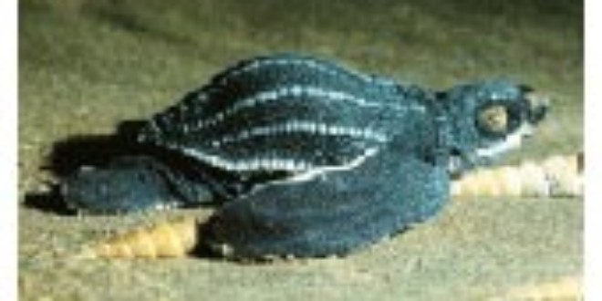 Leatherback Turtle
