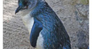Little Penguin - Wikipedia