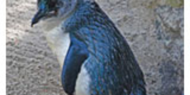 Little Penguin - Wikipedia