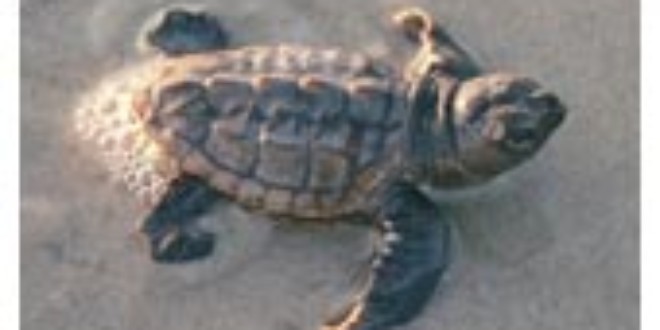 Loggerhead baby turtle