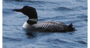 Loon from Wikipedia