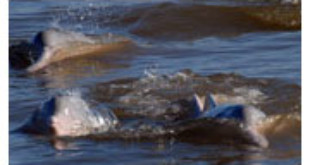 Bolivian river dolphin from news.nationalgeographic.com