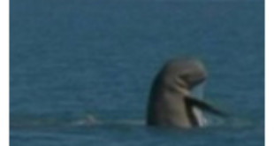Snub fin dolphin From cbs13.com
