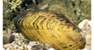 Pearlymussel From Wikipedia
