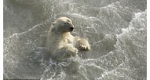 Científicos hallaron a este oso polar ahogándose a 400 millas de la costa