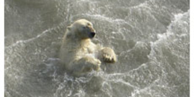 Científicos hallaron a este oso polar ahogándose a 400 millas de la costa
