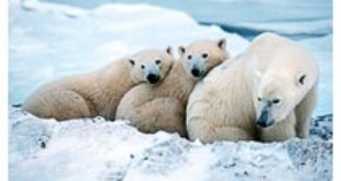 Polars Bears were listed as threatened From online.wsj.com