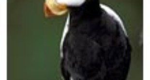Horned Puffin From Wikipedia