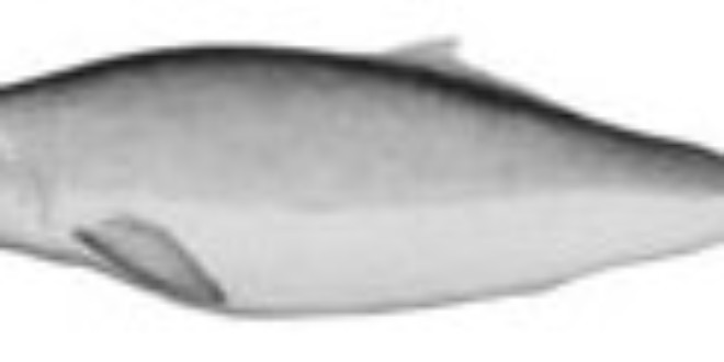 Pygmy Sperm Whale from Wikipedia