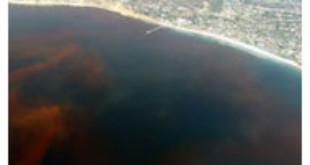 Red tide From Wikipedia