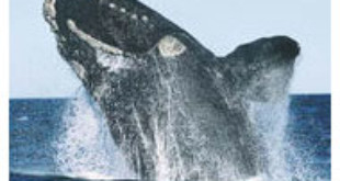 Right Whale breaching - Wikipedia