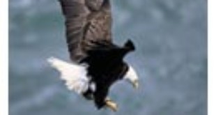 Sea Eagle From Wikipedia