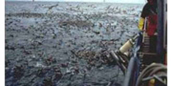 Seabirds with longline fishing vessel - Wikipedia