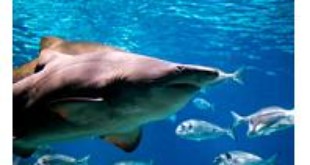 Costa Rica Proposes New Shark Finning Law