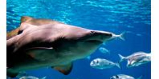 Costa Rica Proposes New Shark Finning Law