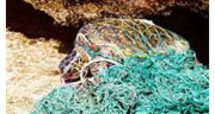 Trapped an abandoned fishing net - Wikipedia